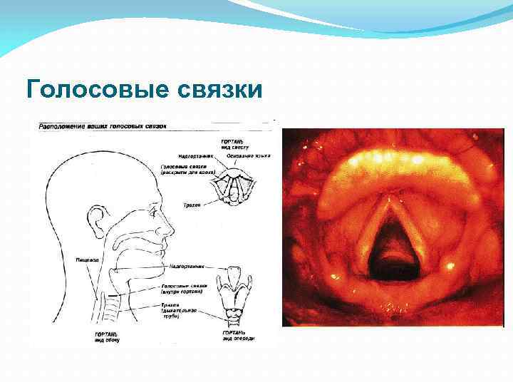 Голосовые связки 