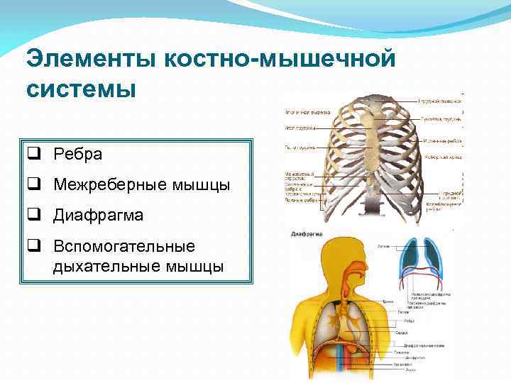 Элементы костно-мышечной системы q Ребра q Межреберные мышцы q Диафрагма q Вспомогательные дыхательные мышцы