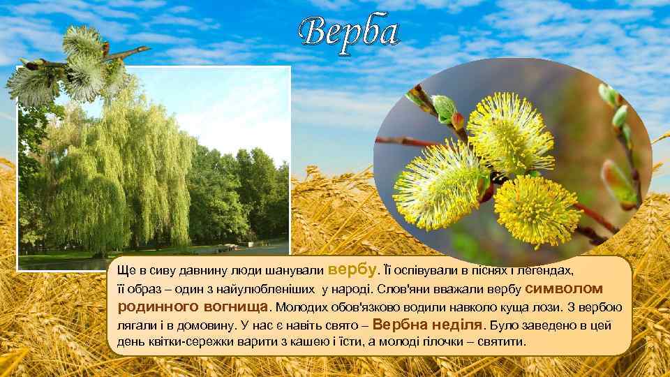 Верба Ще в сиву давнину люди шанували вербу. Її оспівували в піснях і легендах,