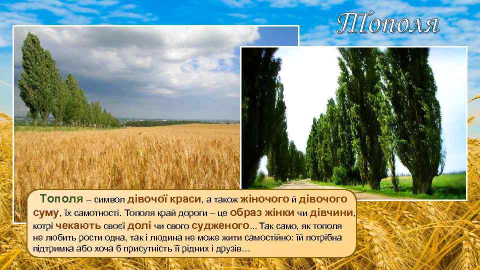 Тополя – символ дівочої краси, а також жіночого й дівочого суму, їх самотності. Тополя