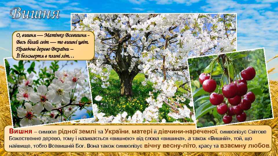 Вишня О, вишня — Матінко Всевишня Весь білий світ — то вишні цвіт. Правічне