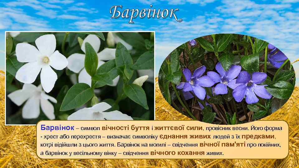 Барвінок – символ вічності буття і життєвої сили, провісник весни. Його форма - хрест