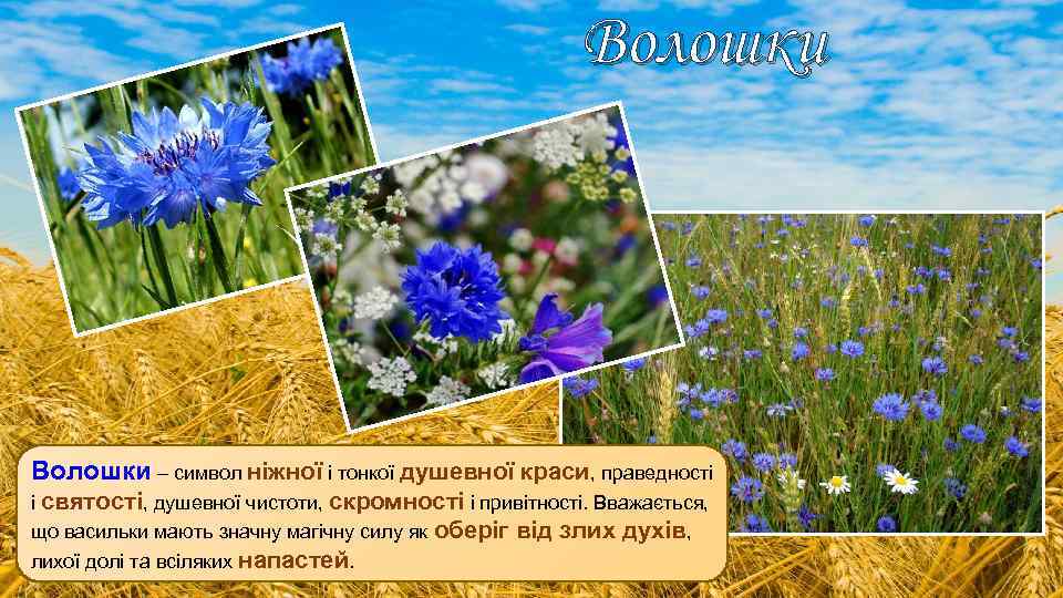 Волошки – символ ніжної і тонкої душевної краси, праведності і святості, душевної чистоти, скромності