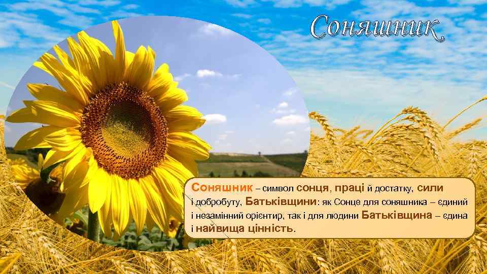  Соняшник – символ сонця, праці й достатку, сили і добробуту, Батьківщини: як Сонце