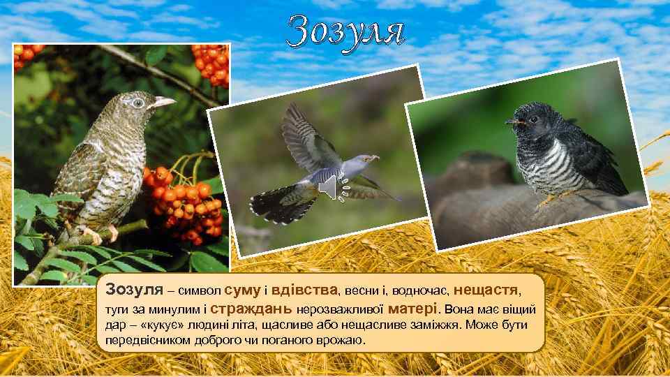 Зозуля – символ суму і вдівства, весни і, водночас, нещастя, туги за минулим і