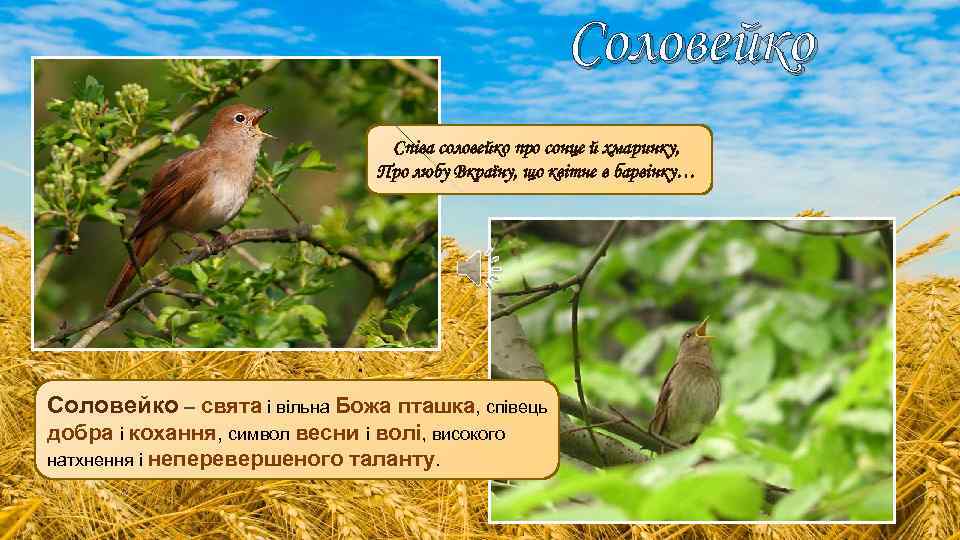 Соловейко Співа соловейко про сонце й хмаринку, Про любу Вкраїну, що квітне в барвінку…