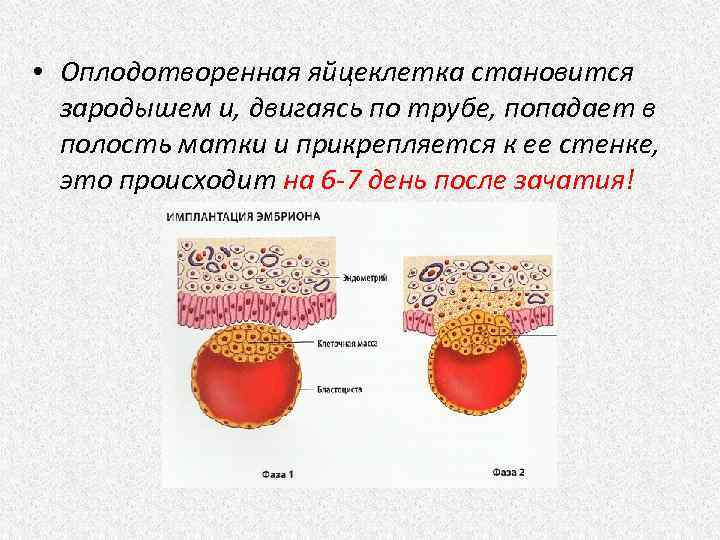  • Оплодотворенная яйцеклетка становится зародышем и, двигаясь по трубе, попадает в полость матки