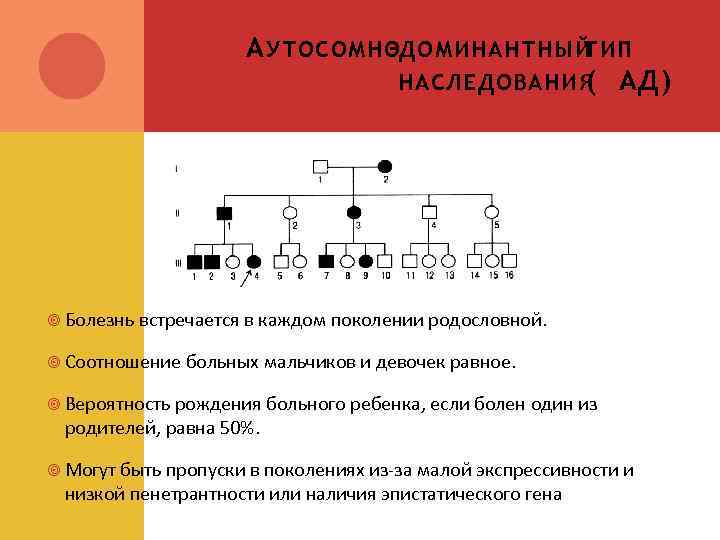 А УТОСОМНОДОМИНАНТНЫЙ ТИП НАСЛЕДОВАНИЯ АД) ( Болезнь встречается в каждом поколении родословной. Соотношение больных