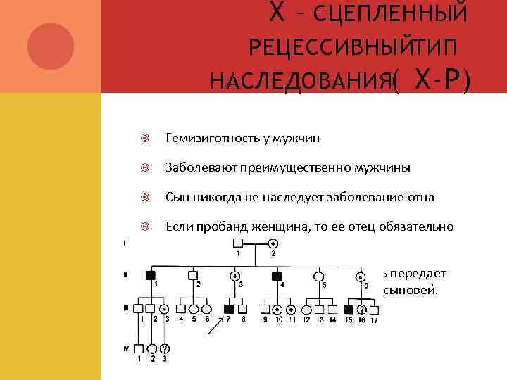 Х – СЦЕПЛЕННЫЙ РЕЦЕССИВНЫЙТИП НАСЛЕДОВАНИЯ( Х-Р) Гемизиготность у мужчин Заболевают преимущественно мужчины Сын никогда