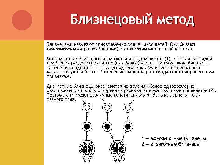 Близнецовый метод Близнецами называют одновременно родившихся детей. Они бывают монозиготными (однояйцевыми) и дизиготными (разнояйцевыми).