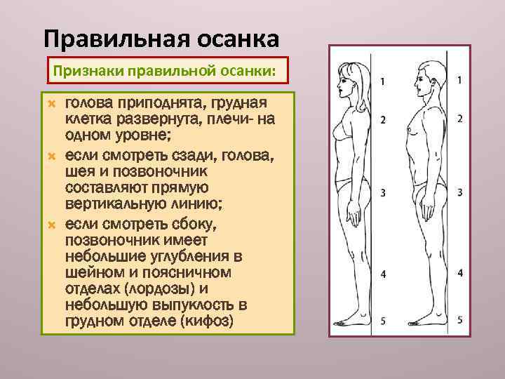 Признаки правильной. Признаки осанки. Признаки правильной осанки человека. Правильная осанка головы. При правильной осанке голова.