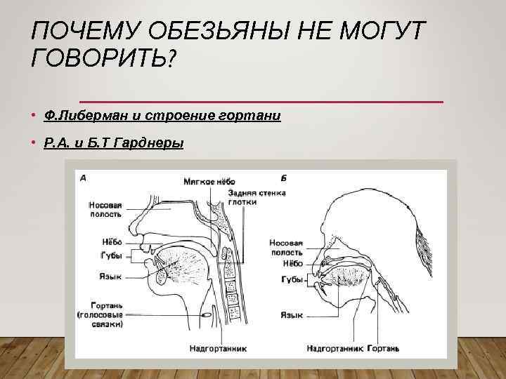 ПОЧЕМУ ОБЕЗЬЯНЫ НЕ МОГУТ ГОВОРИТЬ? • Ф. Либерман и строение гортани • Р. А.