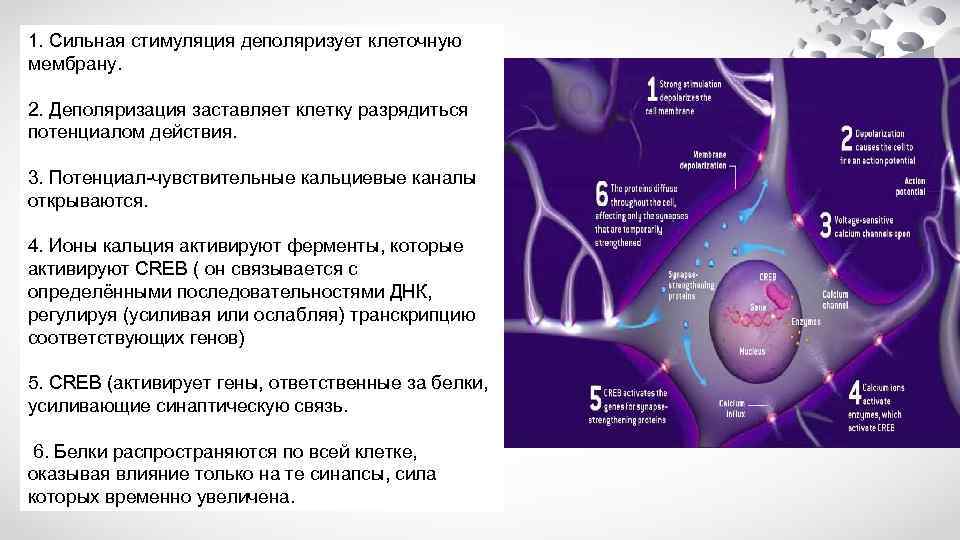 1. Сильная стимуляция деполяризует клеточную мембрану. 2. Деполяризация заставляет клетку разрядиться потенциалом действия. 3.