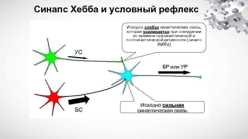 Синапс Хебба и условный рефлекс Исходно слабая синаптическая связь, которая усиливается при совпадении во