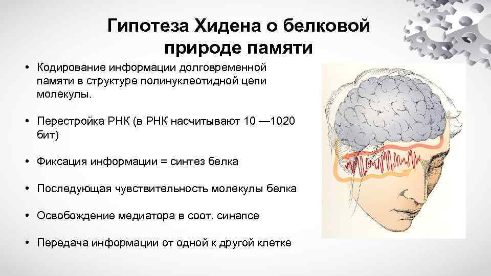 Гипотеза Хидена о белковой природе памяти • Кодирование информации долговременной памяти в структуре полинуклеотидной