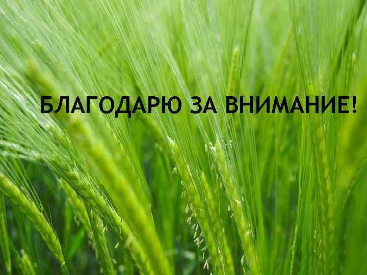 БЛАГОДАРЮ ЗА ВНИМАНИЕ! 