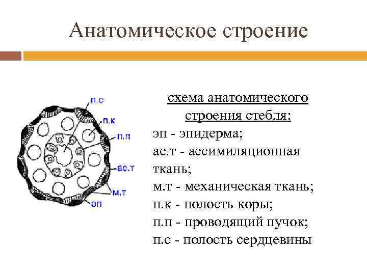 Анатомическое строение схема анатомического строения стебля: эп - эпидерма; ас. т - ассимиляционная ткань;