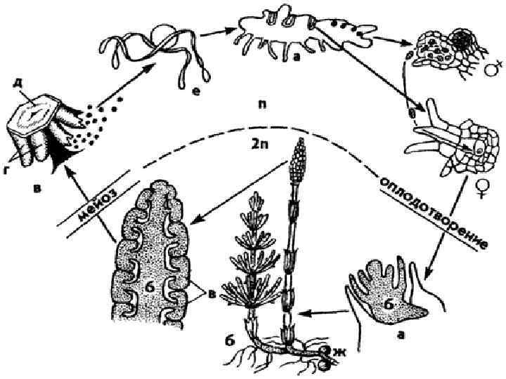 Жизненный цикл хвоща. Жизненный цикл хвощевидных схема. Размножение хвощевидных схема. Размножение хвоща полевого схема. Цикл развития хвоща полевого схема.