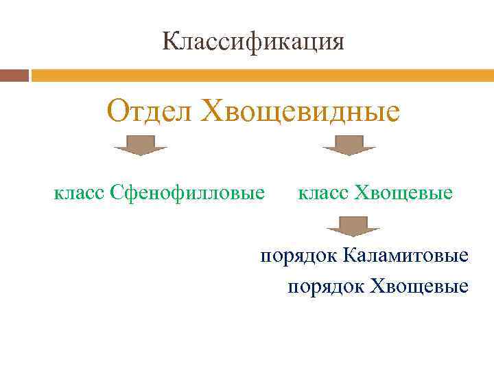 Классификация Отдел Хвощевидные класс Сфенофилловые класс Хвощевые порядок Каламитовые порядок Хвощевые 