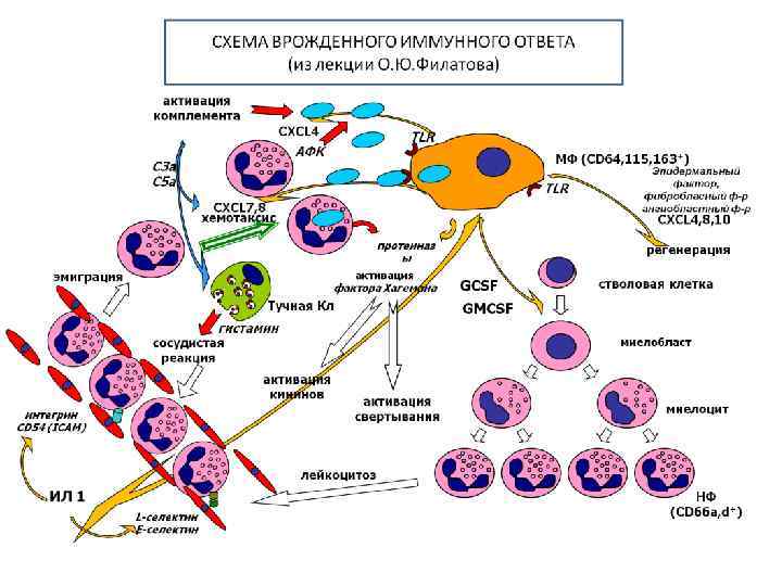 Физиологическое состояние клеток. Механизм клеточного иммунитета схема. Механизм гуморального иммунитета схема. Схема формирования клеточного иммунитета. Механизмы активации клеток врождённого иммунитета.