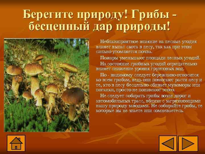 Берегите природу! Грибы бесценный дар природы! Неблагоприятное влияние на лесные угодия влияет выпас скота