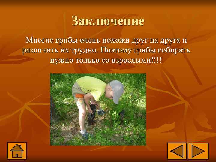 Заключение Многие грибы очень похожи друг на друга и различить их трудно. Поэтому грибы