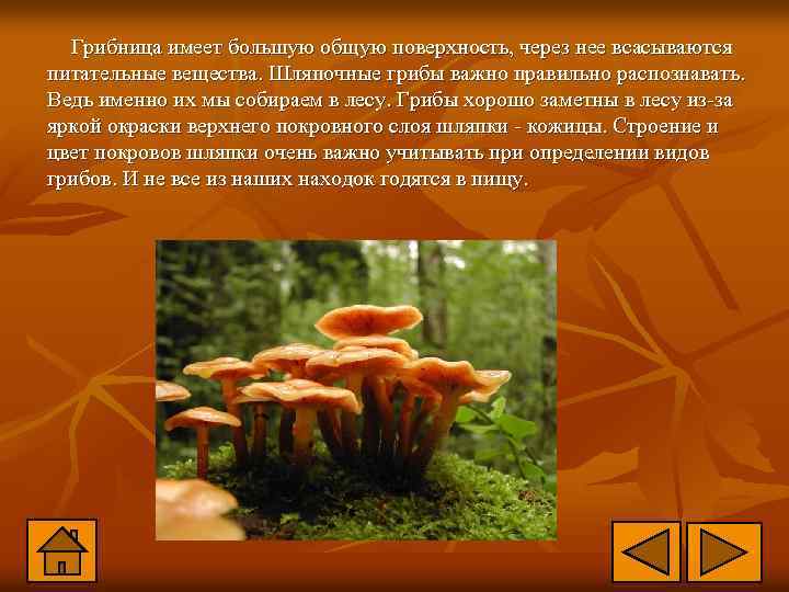 Грибница имеет большую общую поверхность, через нее всасываются питательные вещества. Шляпочные грибы важно правильно