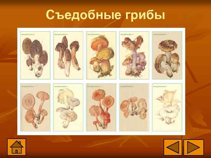 Съедобные грибы 