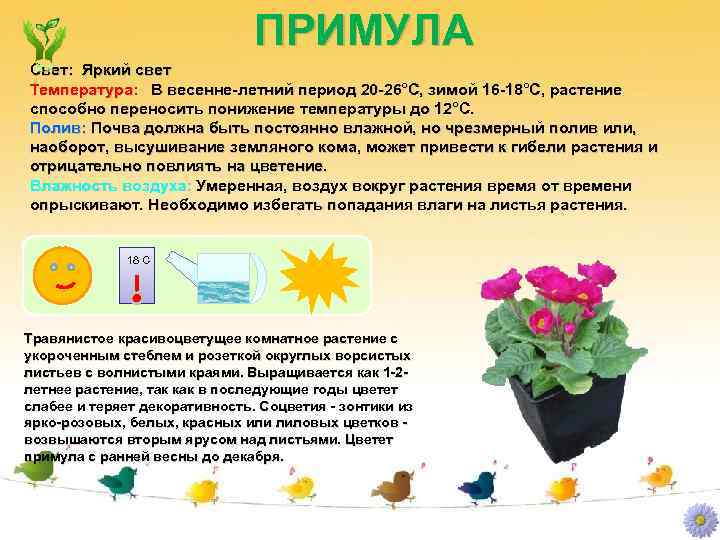 ПРИМУЛА Свет: Яркий свет Температура: В весенне-летний период 20 -26°C, зимой 16 -18°C, растение