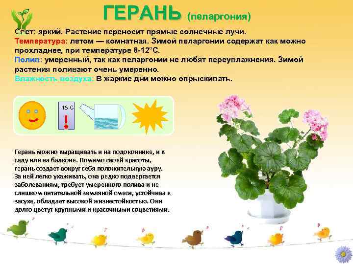 ГЕРАНЬ (пеларгония) Свет: яркий. Растение переносит прямые солнечные лучи. Температура: летом — комнатная. Зимой