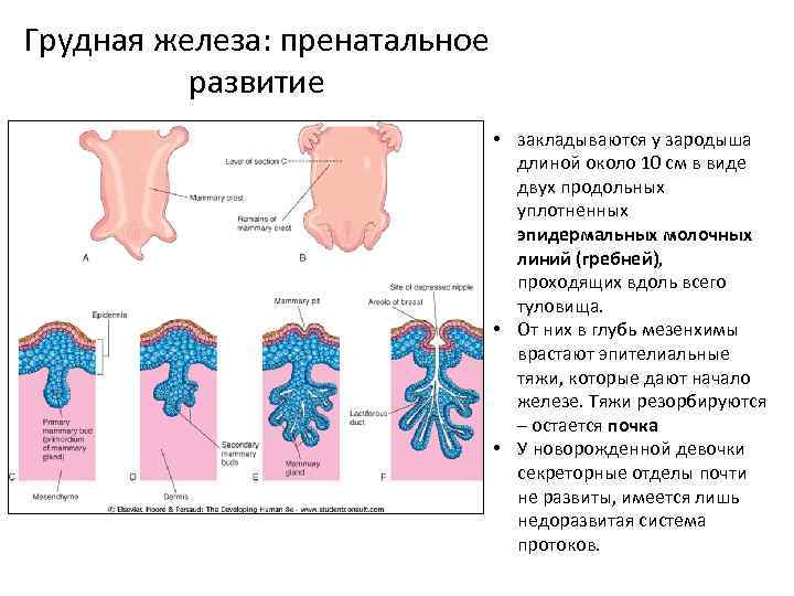 Развитие молочных. Формирование молочных желёз у эмбриона. Молочные железы в эмбриогенезе. Эмбриональное развитие молочных желез. Развитие молочных желез эмбриогенез.