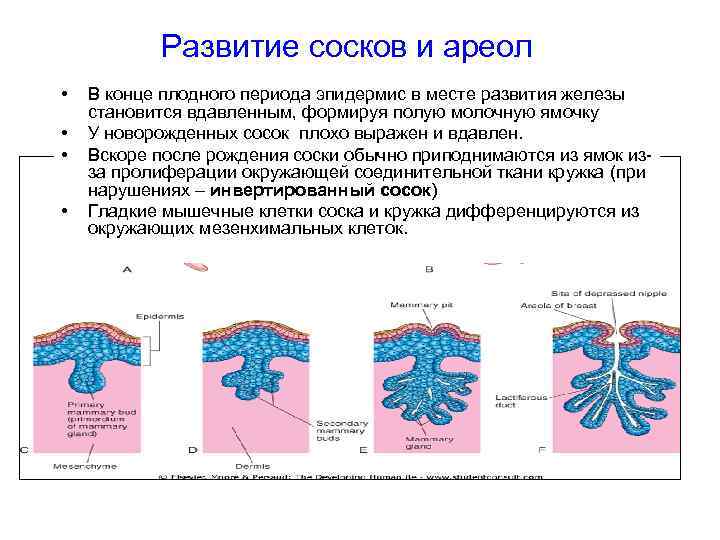 Развитие желез. Развитие сосков. Стадии формирования соска. Железы развиваются из. Развития железистая ткань.