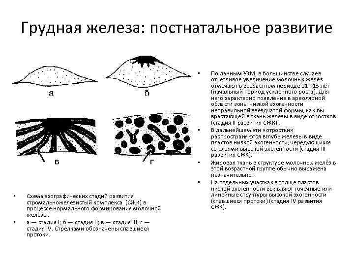 Развитие молочных. Фазы развития молочных желез. Стадии развития молочных желёз. Стадии формирования молочной железы. Формирование молочных желез стадии.