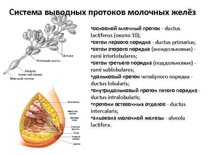 Протоки молока