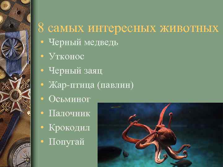 8 самых интересных животных • • Черный медведь Утконос Черный заяц Жар-птица (павлин) Осьминог