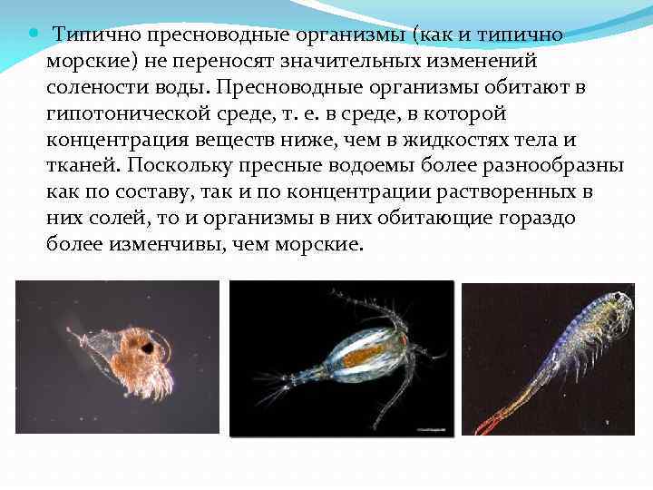  Типично пресноводные организмы (как и типично морские) не переносят значительных изменений солености воды.