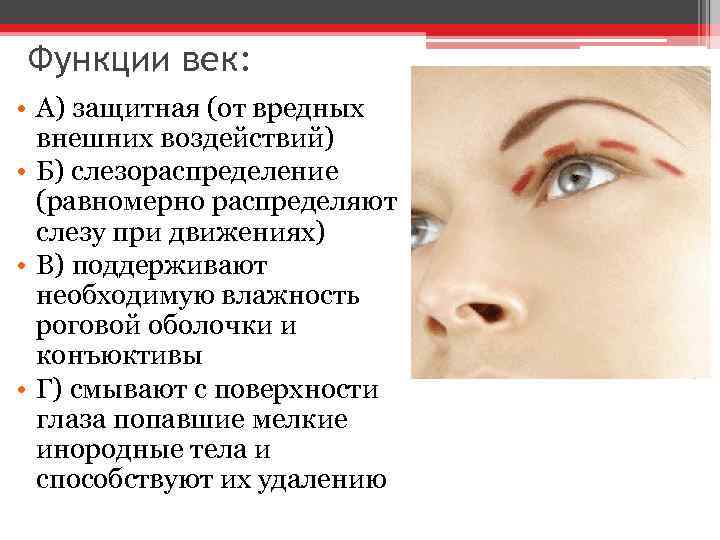 Функции век: • А) защитная (от вредных внешних воздействий) • Б) слезораспределение (равномерно распределяют