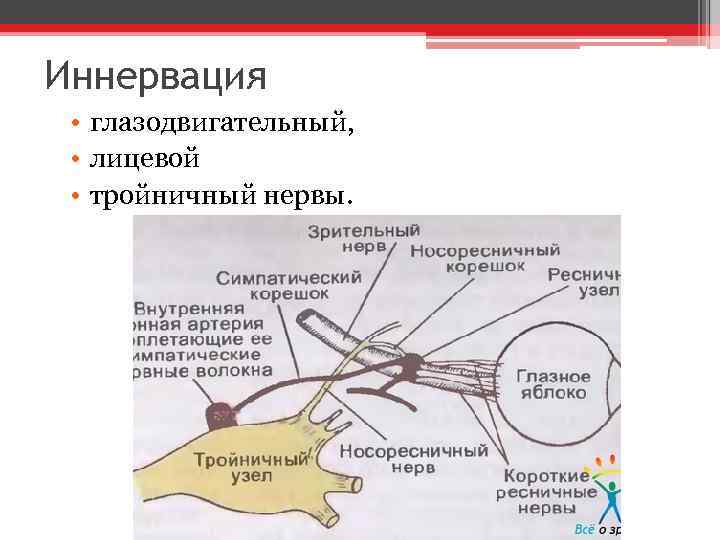 Иннервация • глазодвигательный, • лицевой • тройничный нервы. 