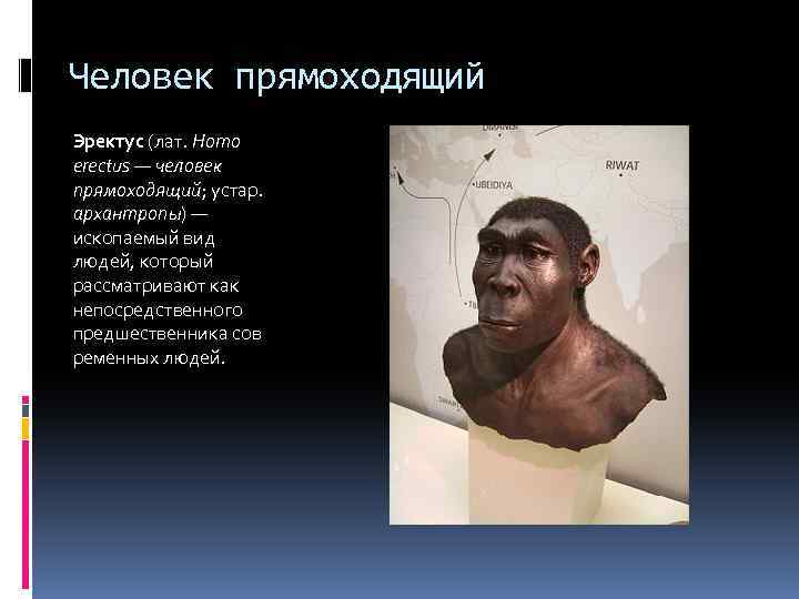 Человек прямоходящий Эректус (лат. Homo erectus — человек прямоходящий; устар. архантропы) — ископаемый вид