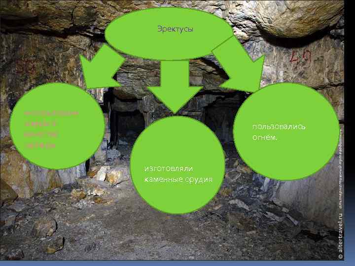  Эректусы использовали шкуры в качестве одежды пользовались огнём. изготовляли каменные орудия 