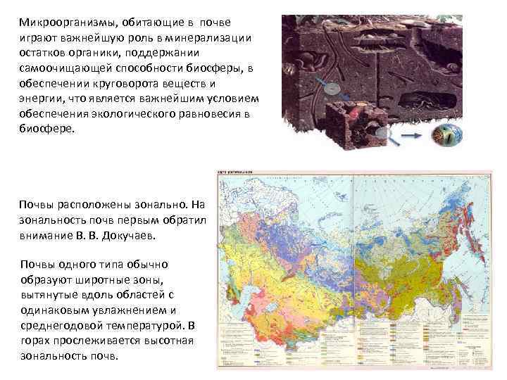 Микроорганизмы, обитающие в почве играют важнейшую роль в минерализации остатков органики, поддержании самоочищающей способности