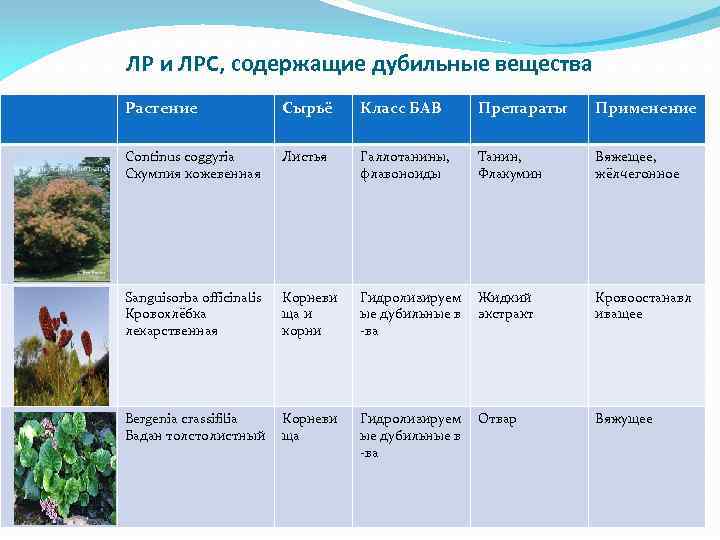 ЛР и ЛРС, содержащие дубильные вещества Растение Сырьё Класс БАВ Препараты Применение Continus coggyria