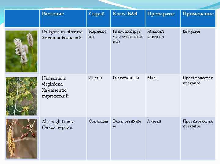 Растение Сырьё Класс БАВ Препараты Применение Poligonum bistorta Змеевик большой Корневи ща Гидролизируе Жидкий
