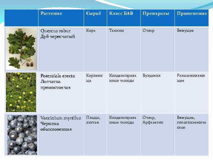 Растение Сырьё Класс БАВ Препараты Применение Quercus robur Дуб чересчатый Кора Танины Отвар Вяжущее