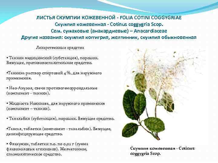 ЛИСТЬЯ СКУМПИИ КОЖЕВЕННОЙ - FOLIA COTINI COGGYGRIAE Скумпия кожевенная - Cotinus coggygria Scop. Сем.