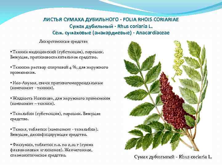 ЛИСТЬЯ СУМАХА ДУБИЛЬНОГО - FOLIA RHOIS CORIARIAE Сумах дубильный - Rhus coriaria L. Сем.