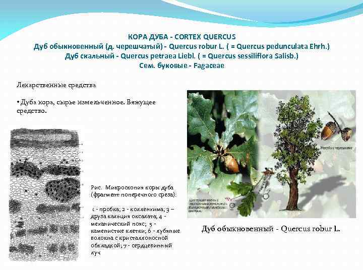 КОРА ДУБА - CORTEX QUERCUS Дуб обыкновенный (д. черешчатый) - Quercus robur L. (