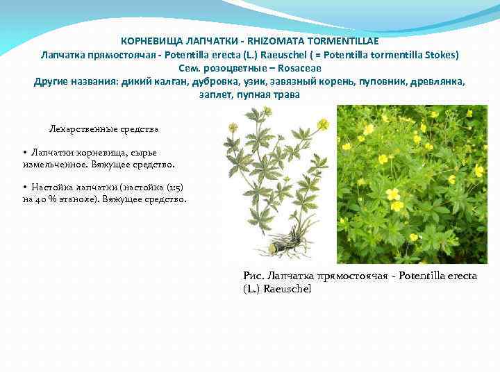 КОРНЕВИЩА ЛАПЧАТКИ - RHIZOMATA TORMENTILLAE Лапчатка прямостоячая - Potentilla erecta (L. ) Raeuschel (