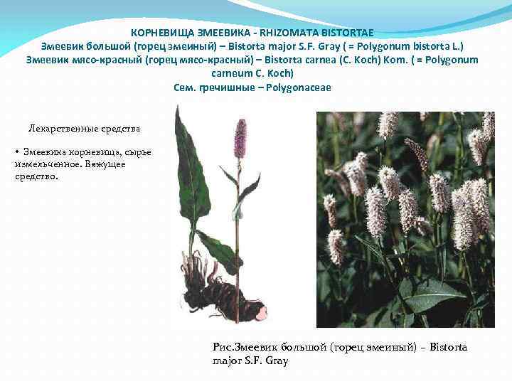 КОРНЕВИЩА ЗМЕЕВИКА - RHIZOMATA BISTORTAE Змеевик большой (горец змеиный) – Bistorta major S. F.