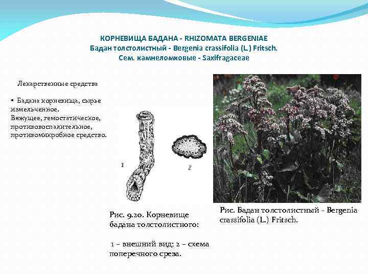 КОРНЕВИЩА БАДАНА - RHIZOMATA BERGENIAE Бадан толстолистный - Bergenia crassifolia (L. ) Fritsch. Сем.